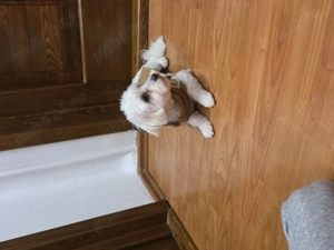 Vând Bichon Maltez 10luni - imagine 5