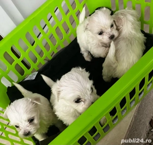Bichon maltez - imagine 3