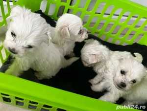 Bichon maltez - imagine 2