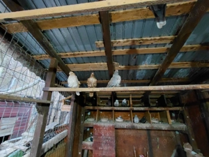 pescarusi chinezi - imagine 2