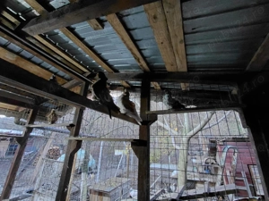 pescarusi chinezi - imagine 3