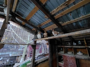 pescarusi chinezi - imagine 5