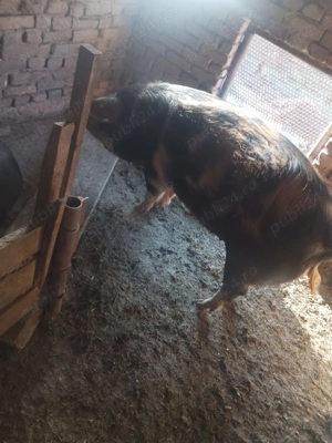 Vând ce se vede în poze  - imagine 5