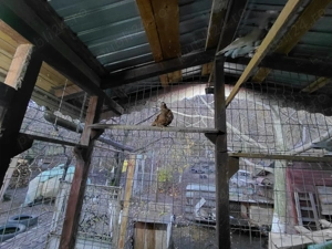 pescarusi chinezi - imagine 4