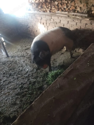 Vând ce se vede în poze  - imagine 2