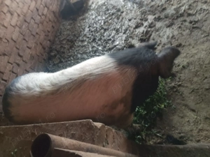 Vând ce se vede în poze  - imagine 3