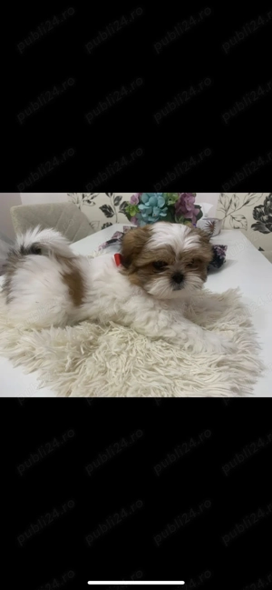 Vand catelusa superba