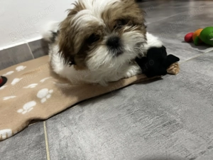 Vand catelusa superba - imagine 5