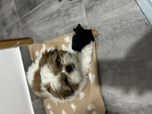 Vand catelusa superba - imagine 3