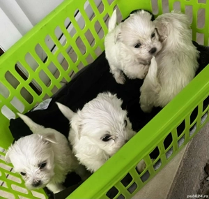 bichon maltez talie mica 