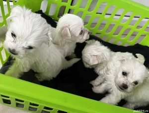 bichon maltez talie mica  - imagine 2