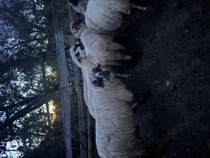 Oi de vânzare sănătoase  - imagine 3