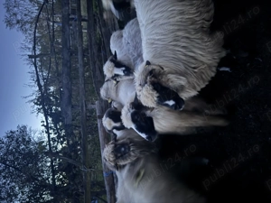 Oi de vânzare sănătoase  - imagine 2