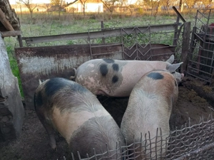 Porci de vanzare - imagine 2