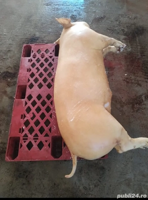 Porci de Carne - imagine 3