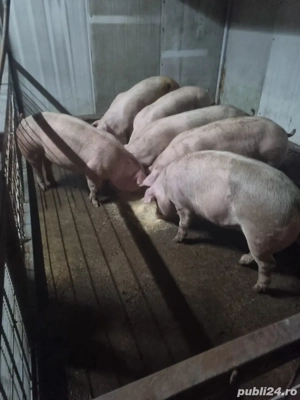 Porci de Carne - imagine 2