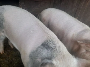 Porci de vânzare Jimbor  - imagine 3