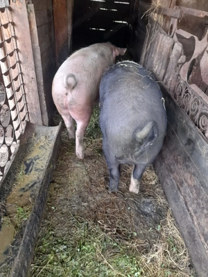 Porci de vânzare Jimbor  - imagine 5