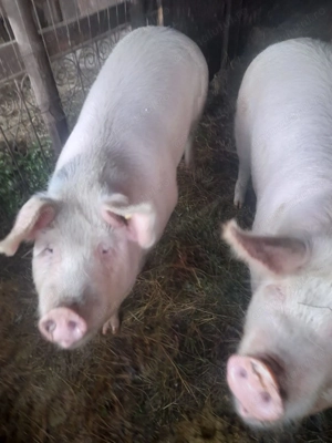 Porci de vânzare Jimbor  - imagine 4