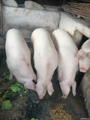 Vând porci  - imagine 2