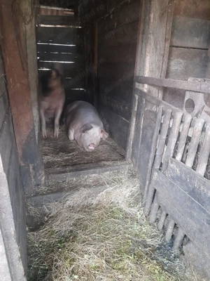Porci de vânzare Jimbor  - imagine 2