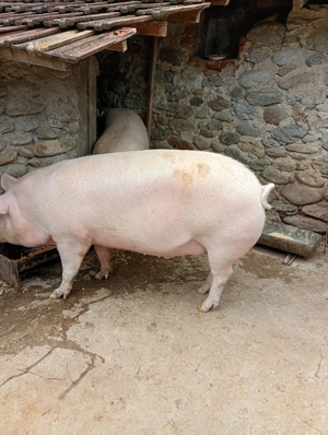Carcasa porc Landrace