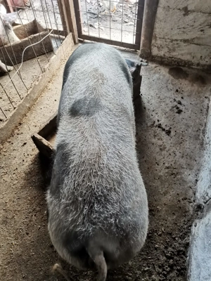 Vând porc  - imagine 2