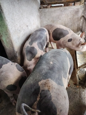 Porc   Porci de vanzare - imagine 3