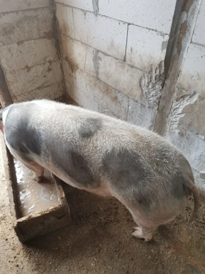 Vând porc  - imagine 5