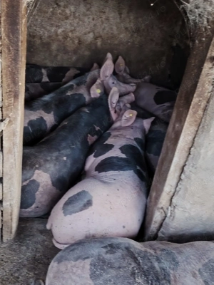 Porc   Porci de vanzare