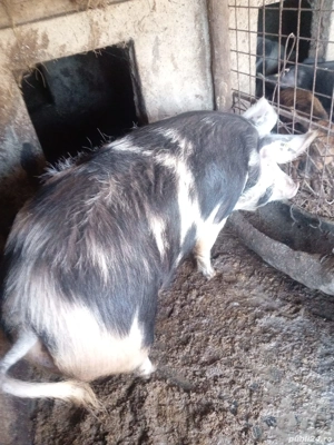 Vând porci de țară! 