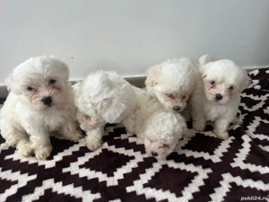 catei bishon maltez disponibili