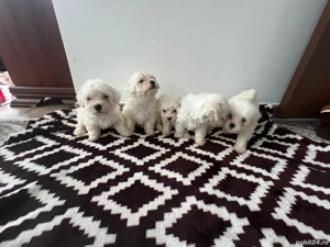 catei bishon maltez disponibili - imagine 2