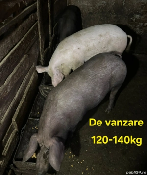 vand 2 porci crescuti la țara 