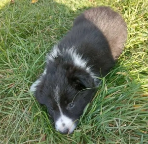 Vând femela Border Collie Iasi  - imagine 2