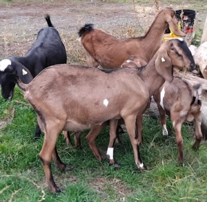 Vand capre anglo nubiene - imagine 4