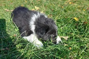 Vând femela Border Collie Iasi  - imagine 3