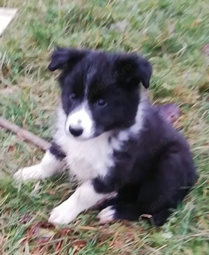 Vând femela Border Collie Iasi 