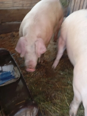 Se vinde porci! - imagine 2