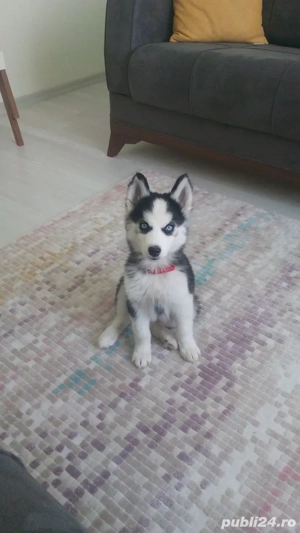 Husky siberian