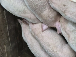 Vând purcei de 8 saptamani - imagine 3