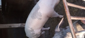 Porc de vânzare  - imagine 3