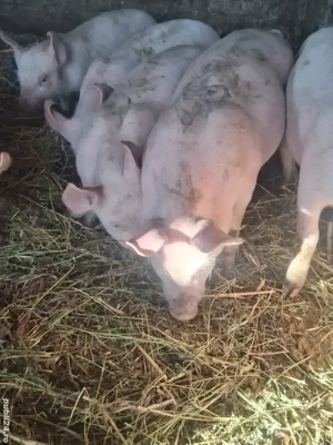 Purcei de vanzare. - imagine 2