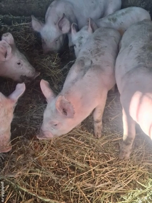 Purcei de vanzare. - imagine 4