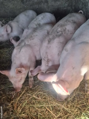 Purcei de vanzare. - imagine 5