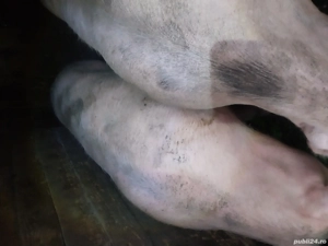  vind sau schimb cu albine ,capre,porci pentru consum - imagine 2