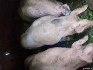  vind sau schimb cu albine ,capre,porci pentru consum - imagine 3