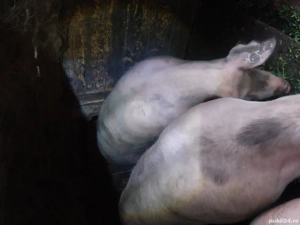  vind sau schimb cu albine ,capre,porci pentru consum - imagine 4