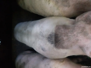  vind sau schimb cu albine ,capre,porci pentru consum - imagine 5