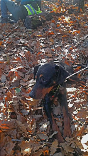 Vând caini de vânătoare 